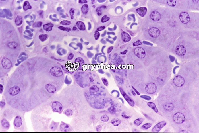 Système juxtaglomérulaire (rein, zone corticale) x320 - gryphea.com